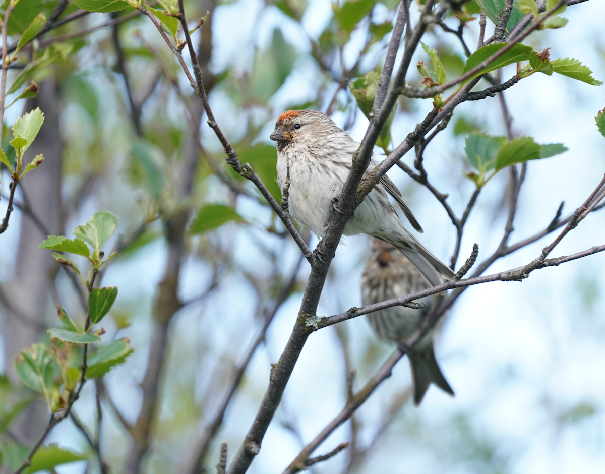 Redpoll (Common) - ML614222770
