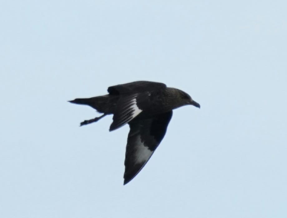 Great Skua - Oğuz Eldelekli