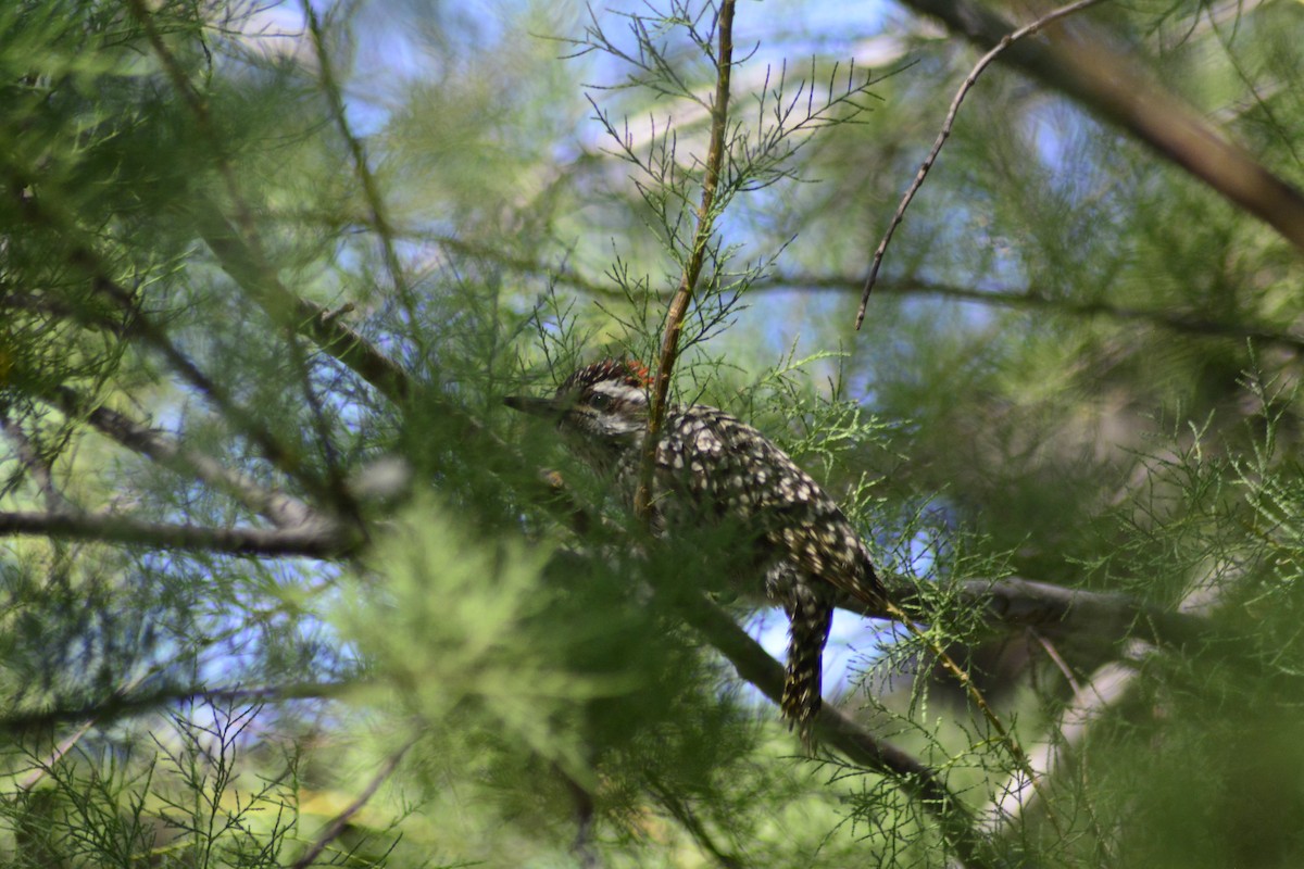 Checkered Woodpecker - ML614222776