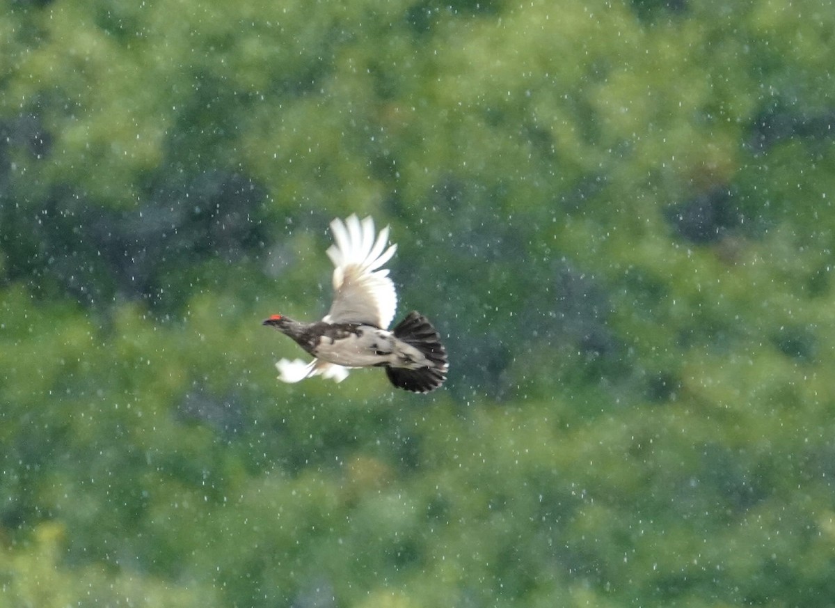 Pernice bianca - ML614222778