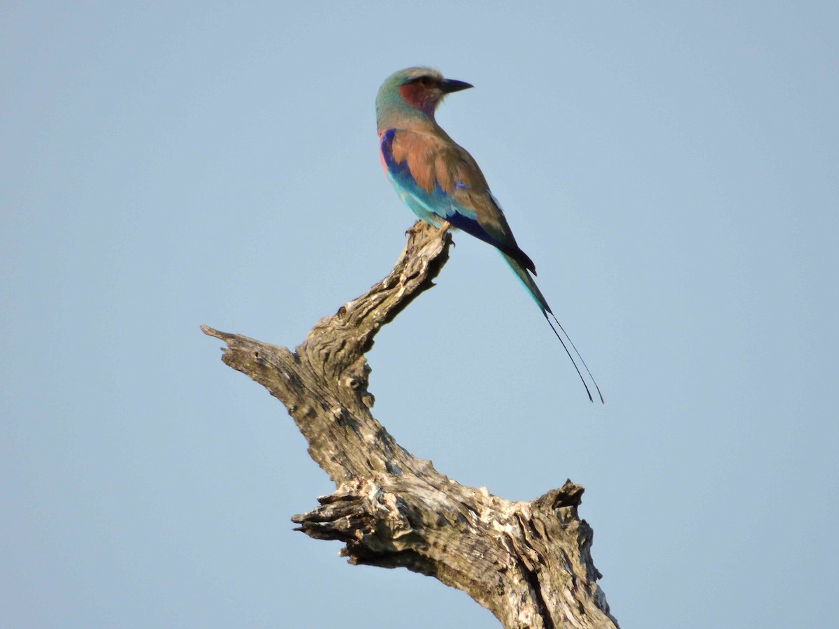 Lilac-breasted Roller - ML614222788