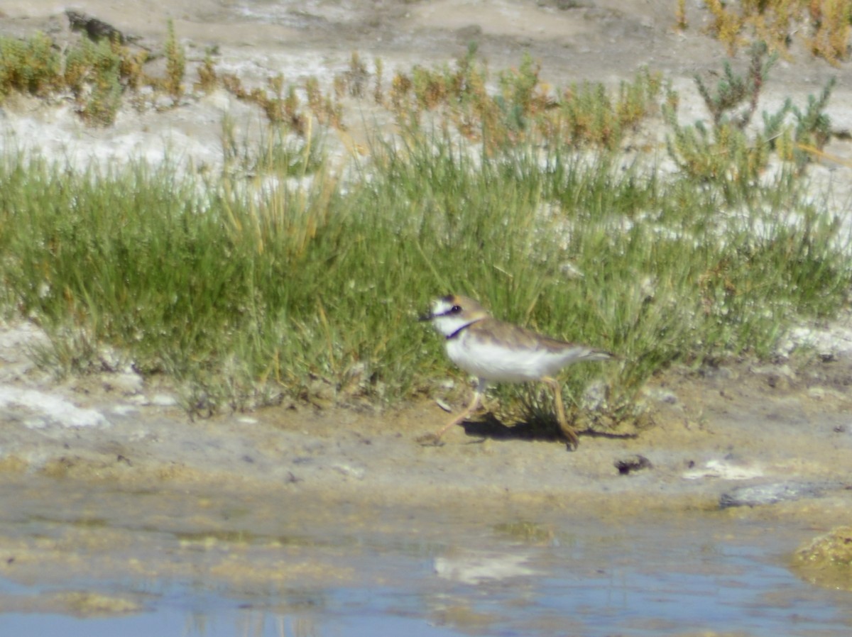 Collared Plover - ML614222888