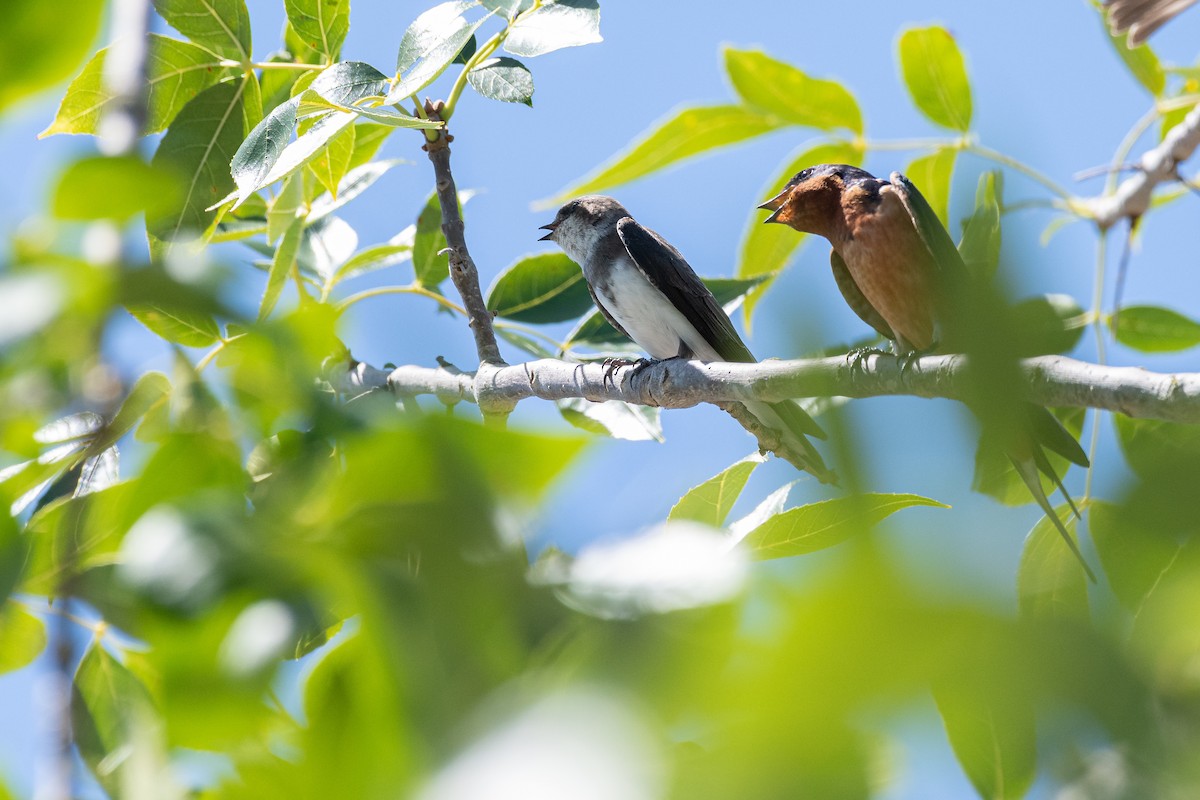 Bank Swallow - Fernando Vidal Volpe