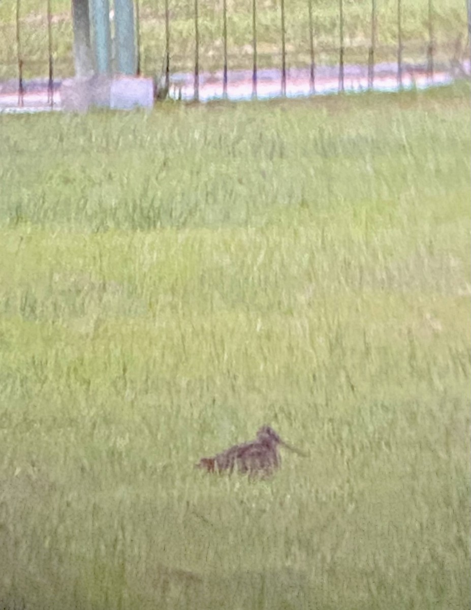 Swinhoe's/Pin-tailed Snipe - ML614222903