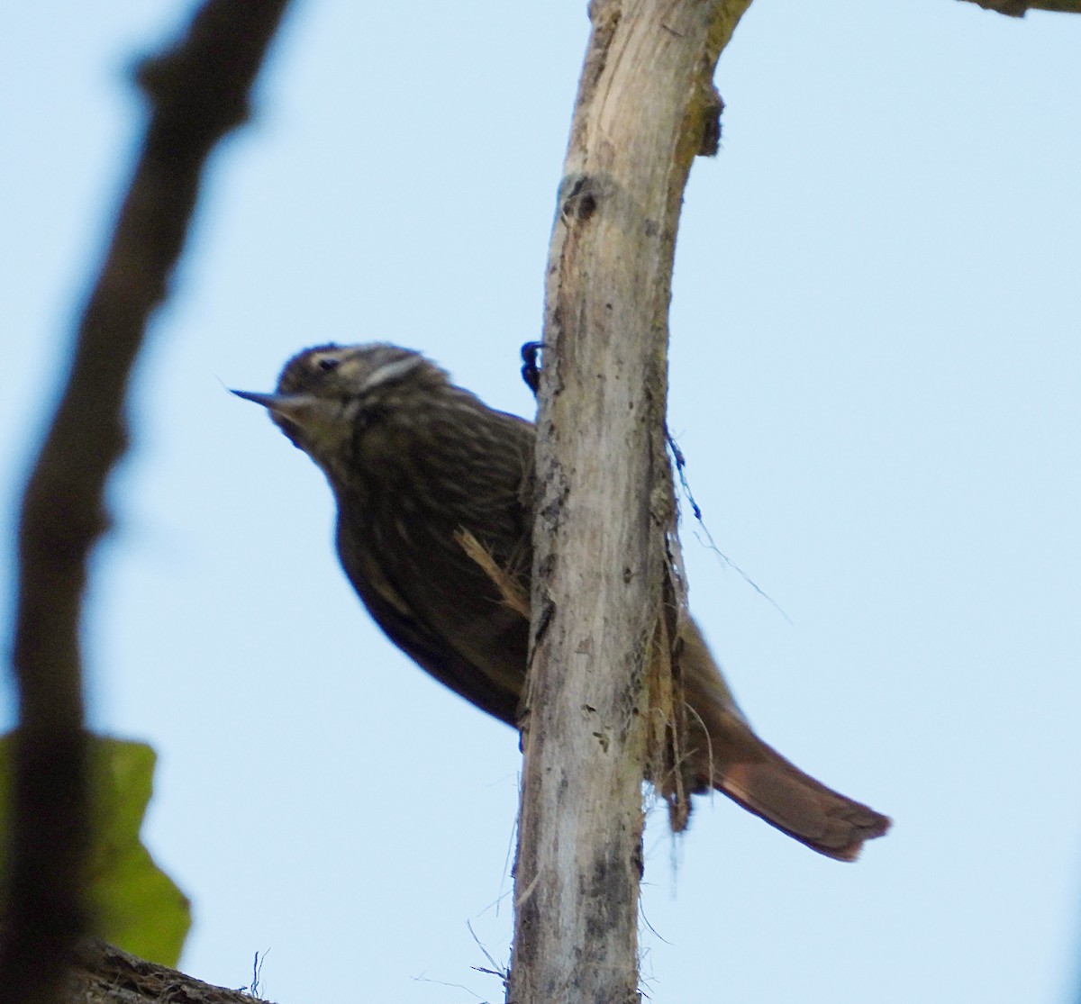 Streaked Xenops - ML614222925
