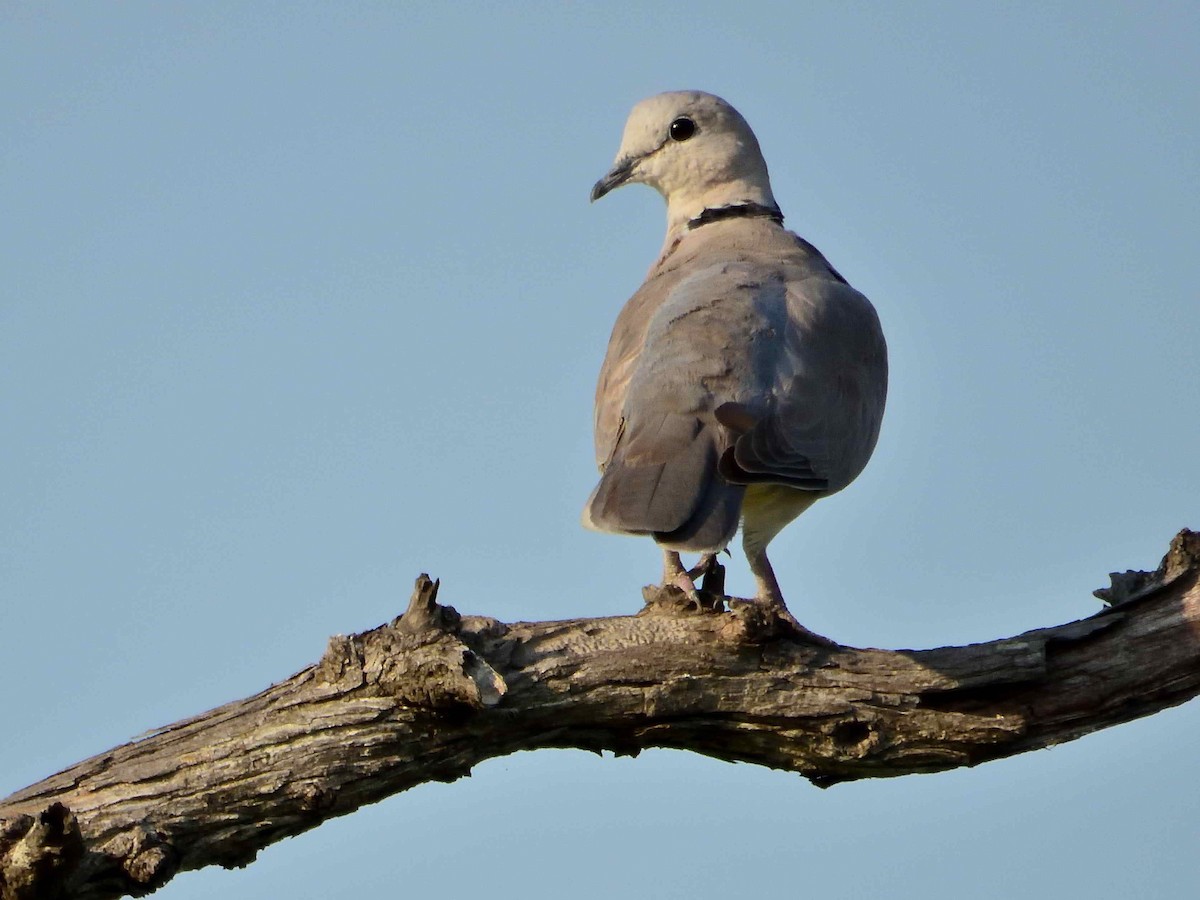 Ring-necked Dove - ML614222935