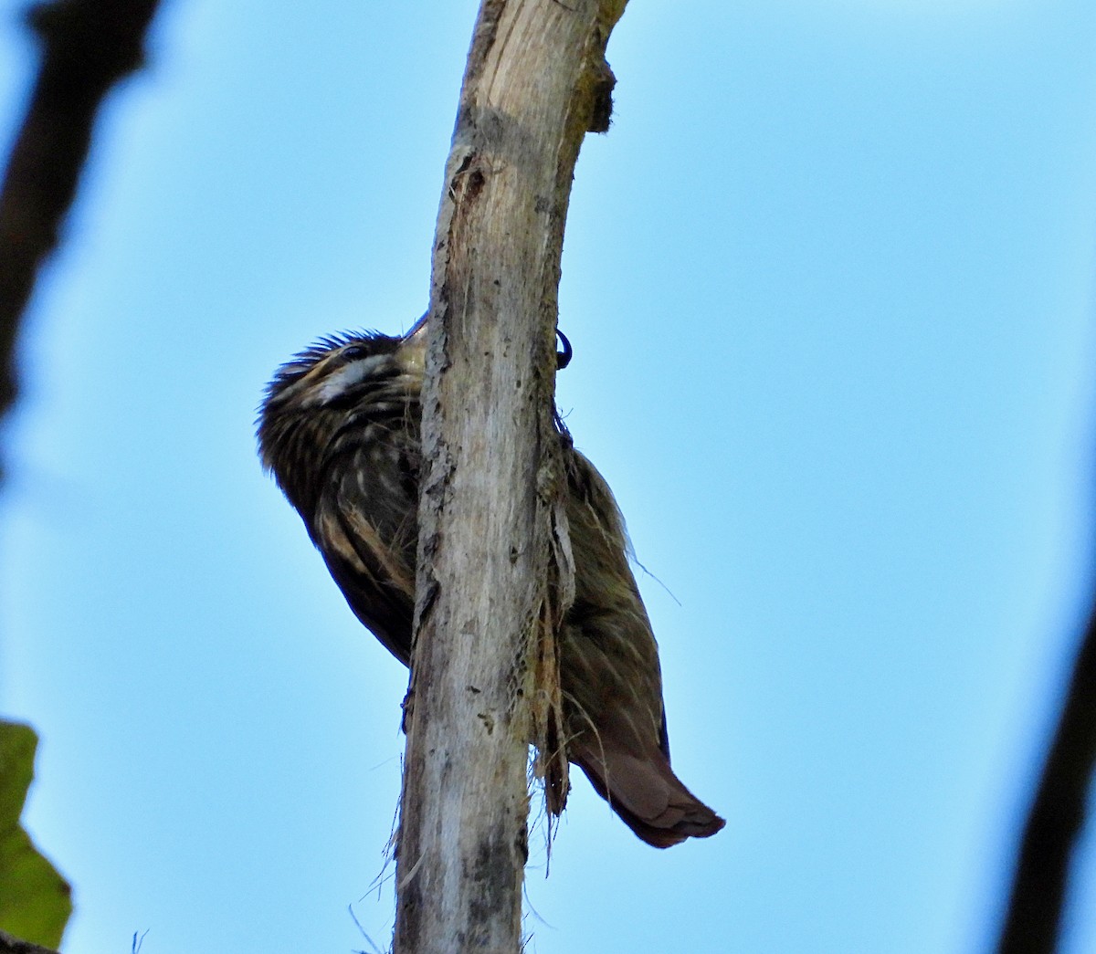 Streaked Xenops - ML614222985