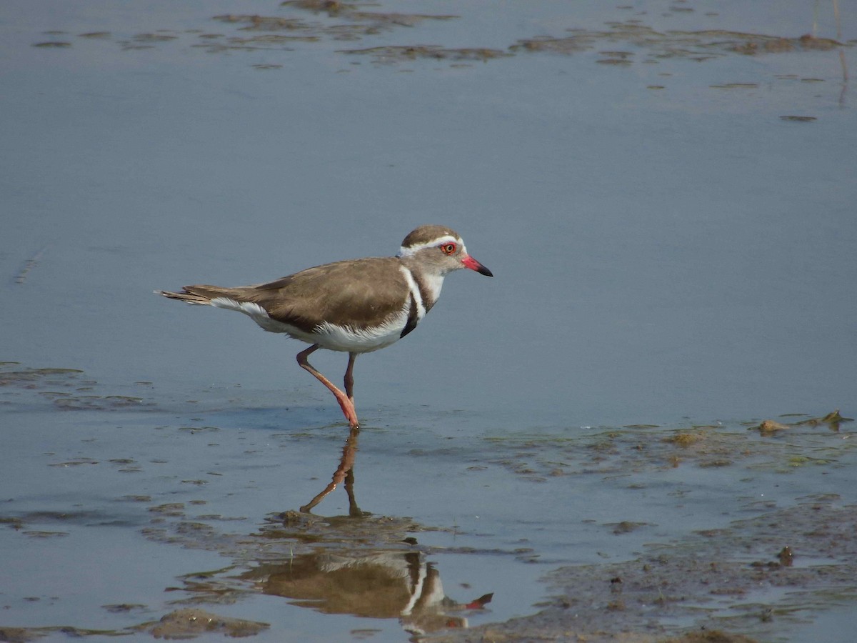 Three-banded Plover - ML614222991