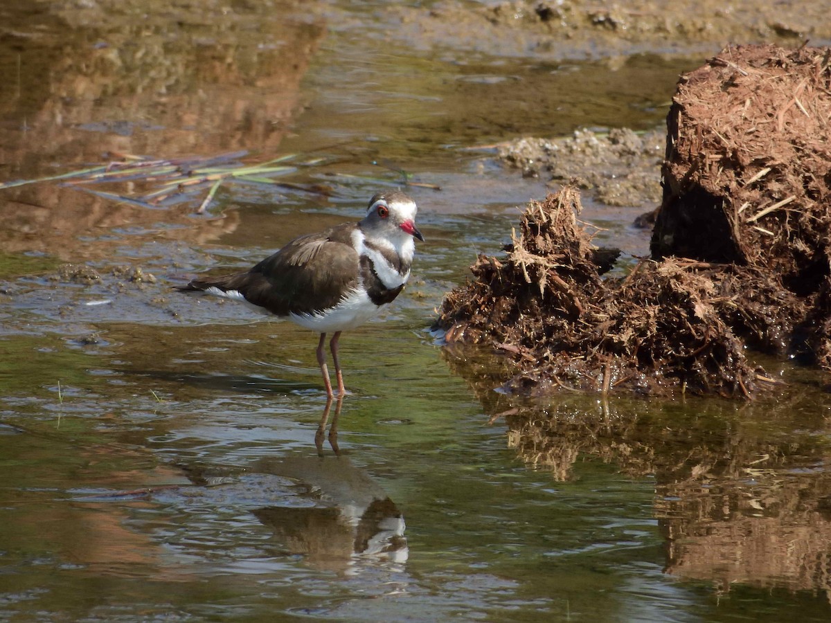 Three-banded Plover - ML614222993