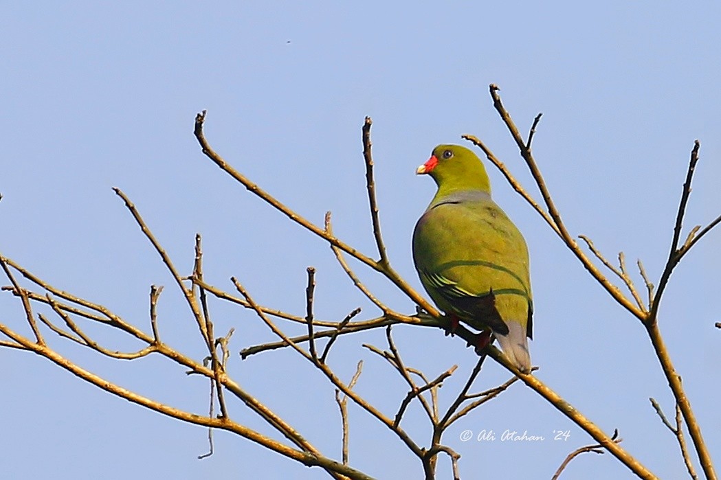 African Green-Pigeon - ML614223004