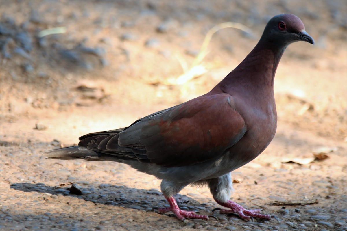 Pale-vented Pigeon - ML614223027