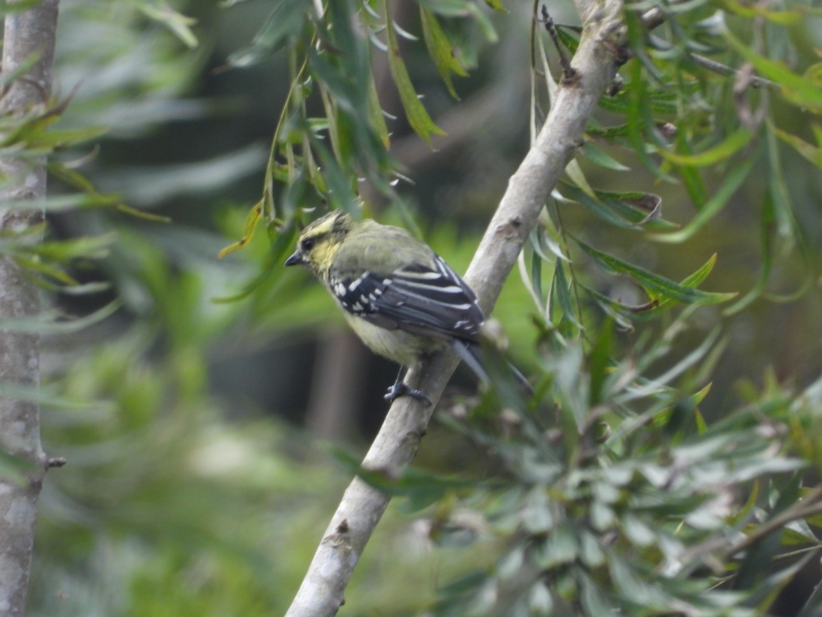 Indian Yellow Tit - rajesh M