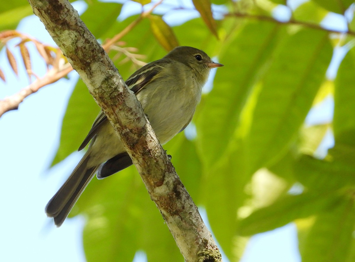 Mountain Elaenia - ML614223048