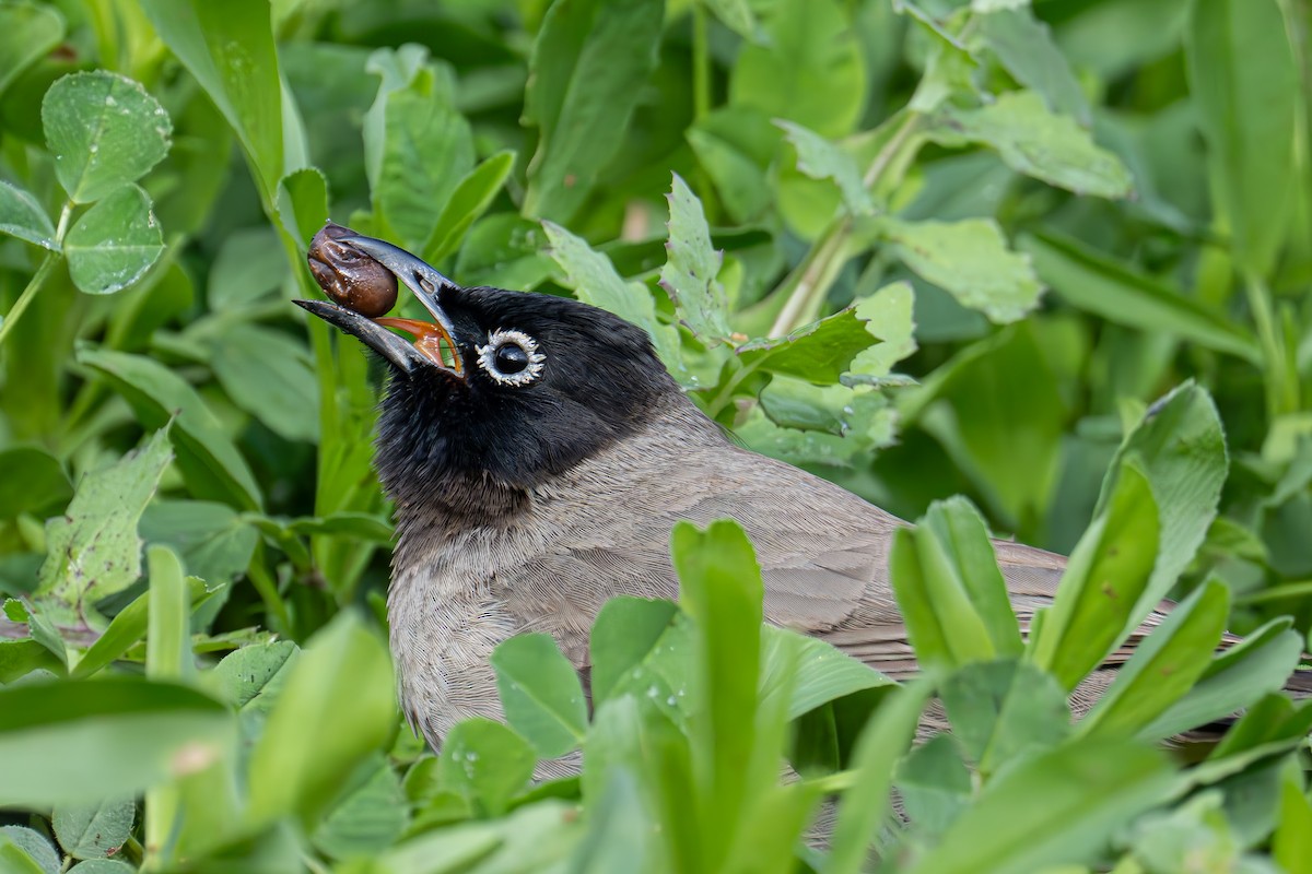 White-spectacled Bulbul - ML614223050