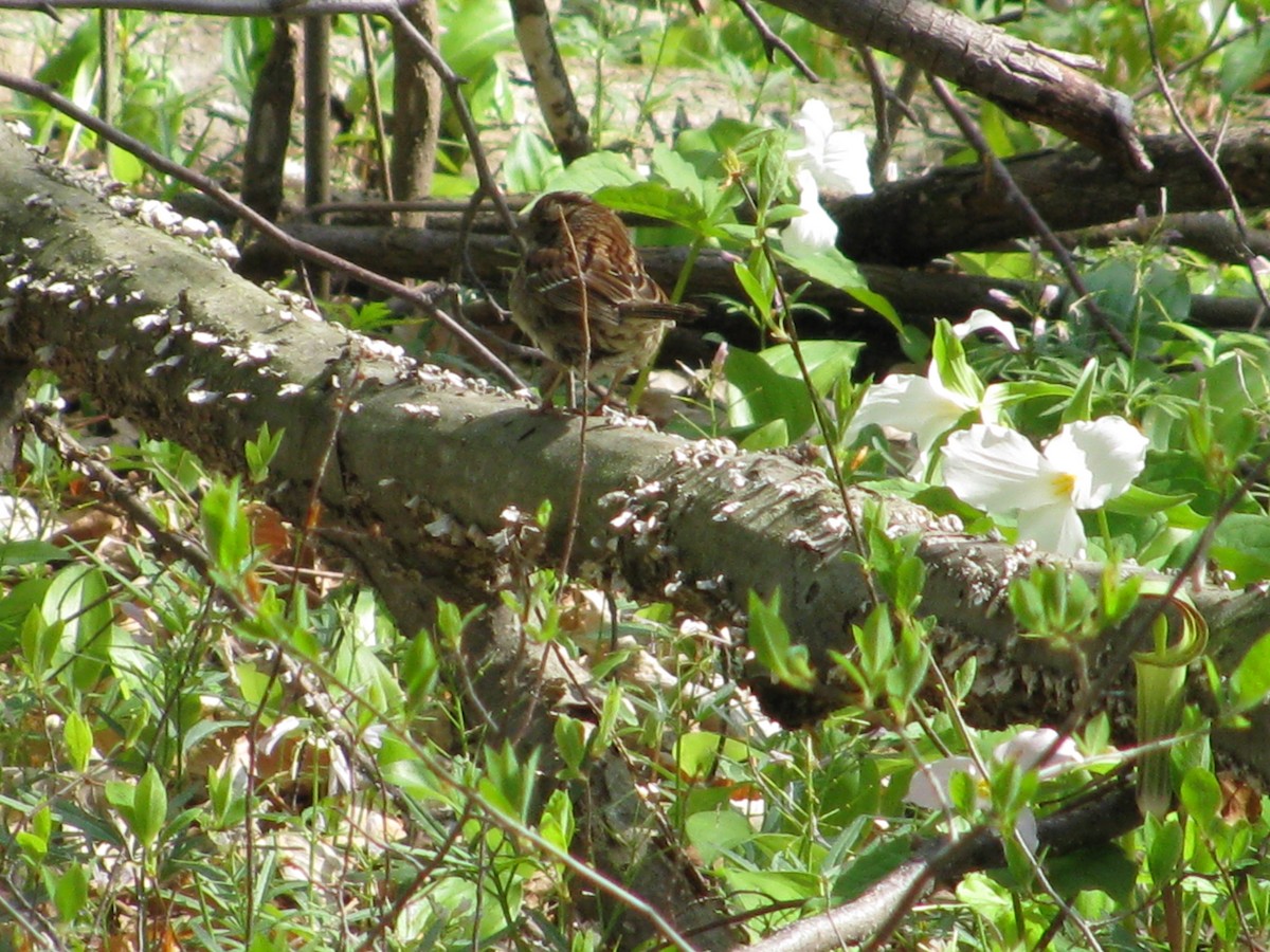 White-throated Sparrow - Karl Heide