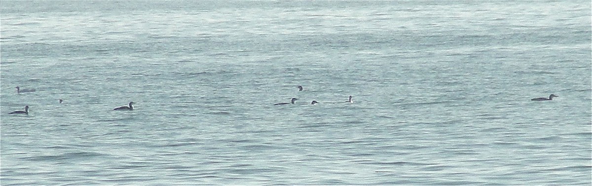 Red-throated Loon - John Shamgochian