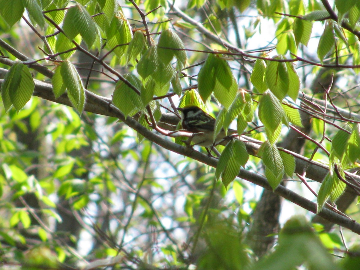 Chestnut-sided Warbler - Karl Heide