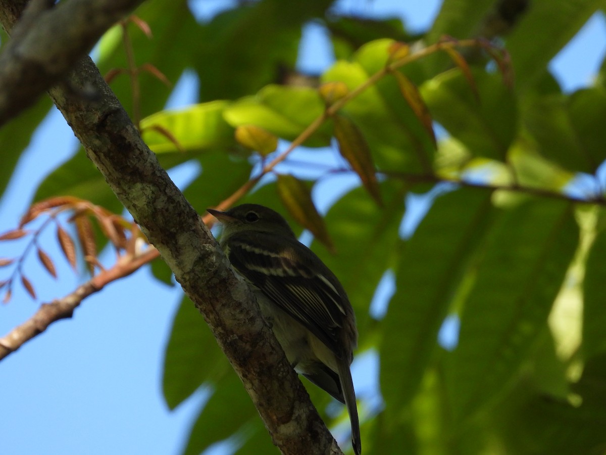 Mountain Elaenia - ML614223178