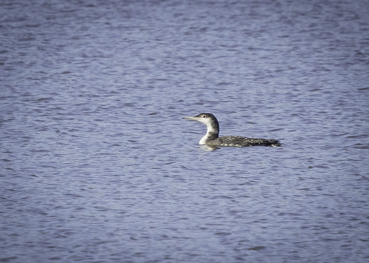 Plongeon huard - ML614223183