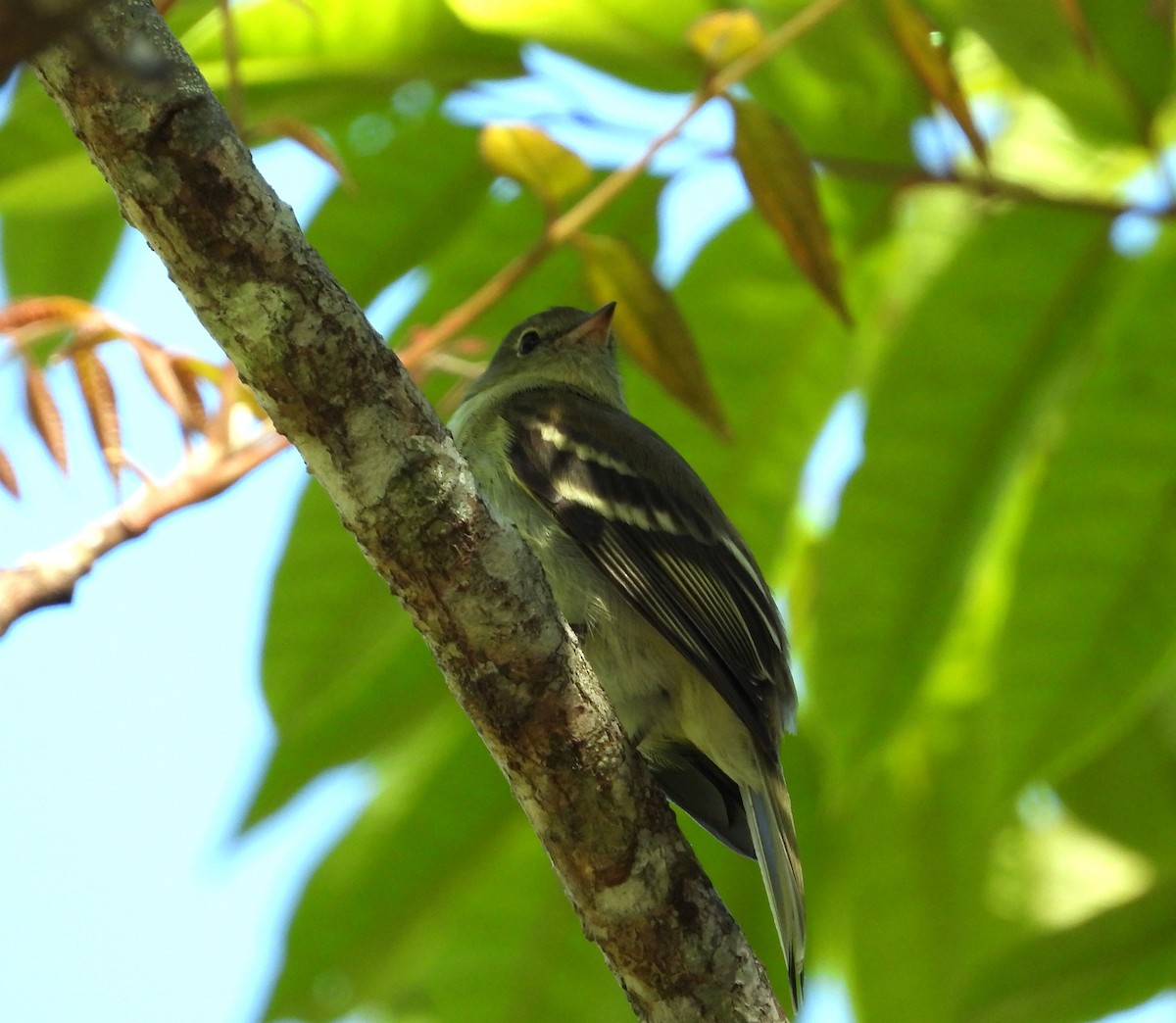 Mountain Elaenia - ML614223184
