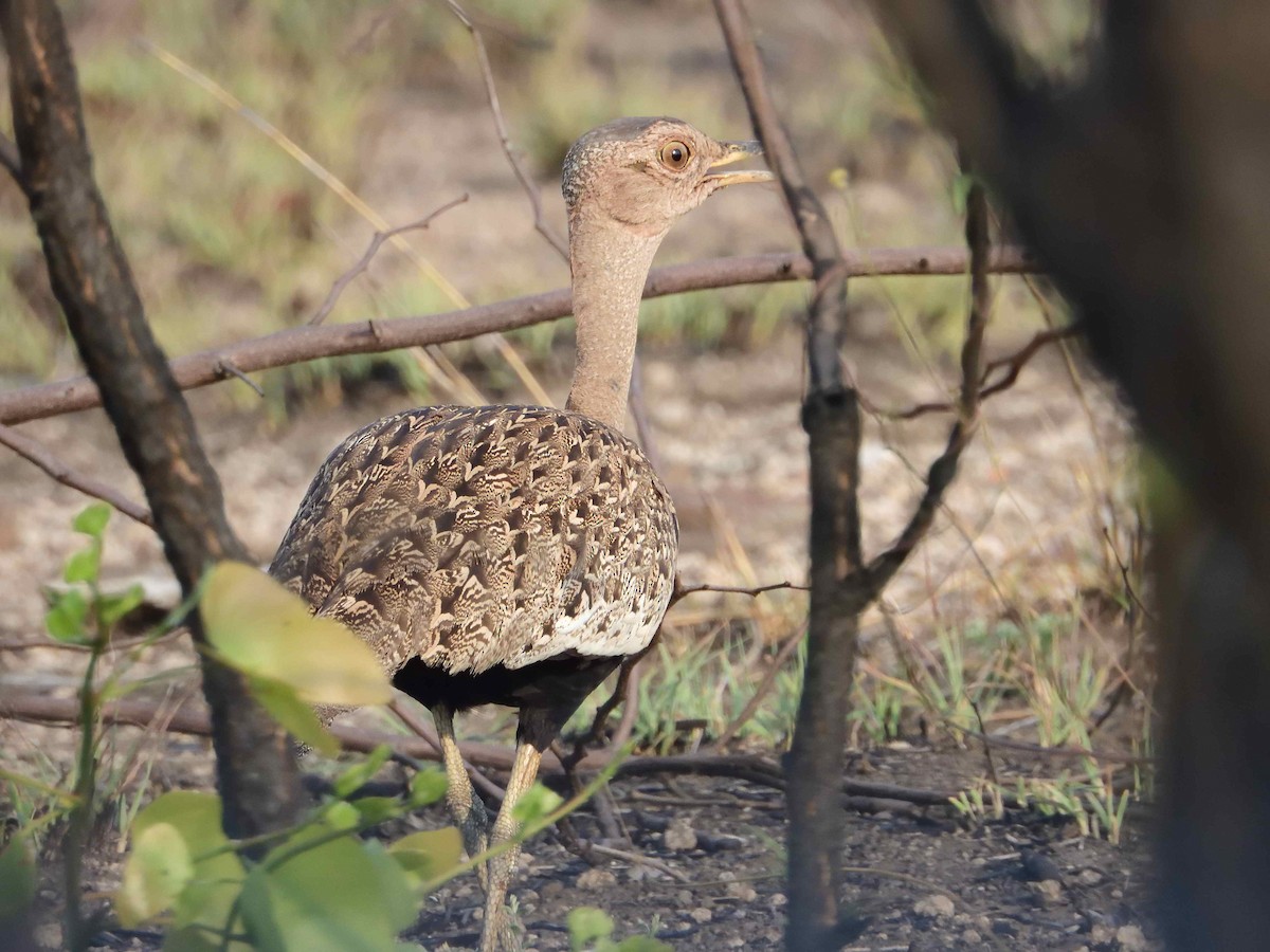 Red-crested Bustard - ML614223205