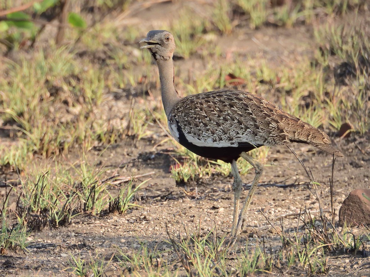 Red-crested Bustard - ML614223214
