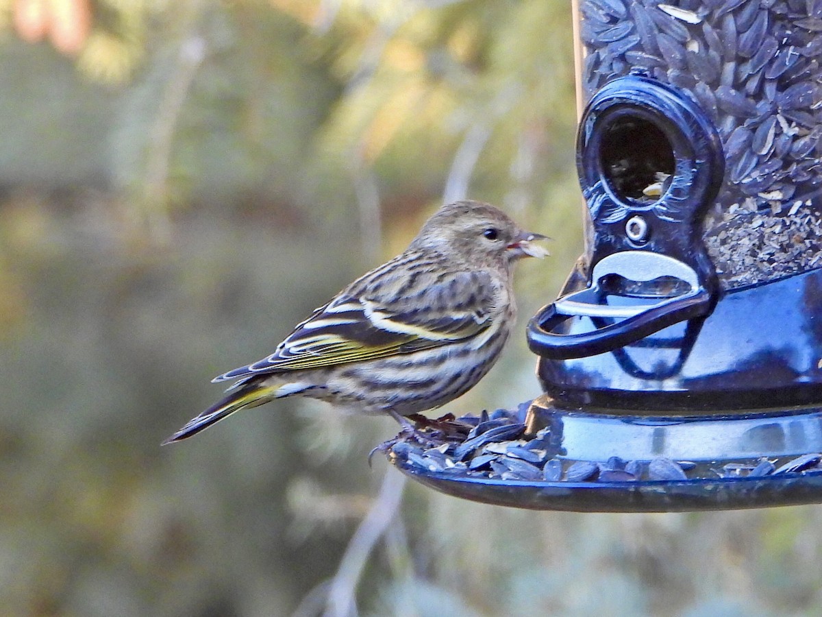 Pine Siskin - ML614223272