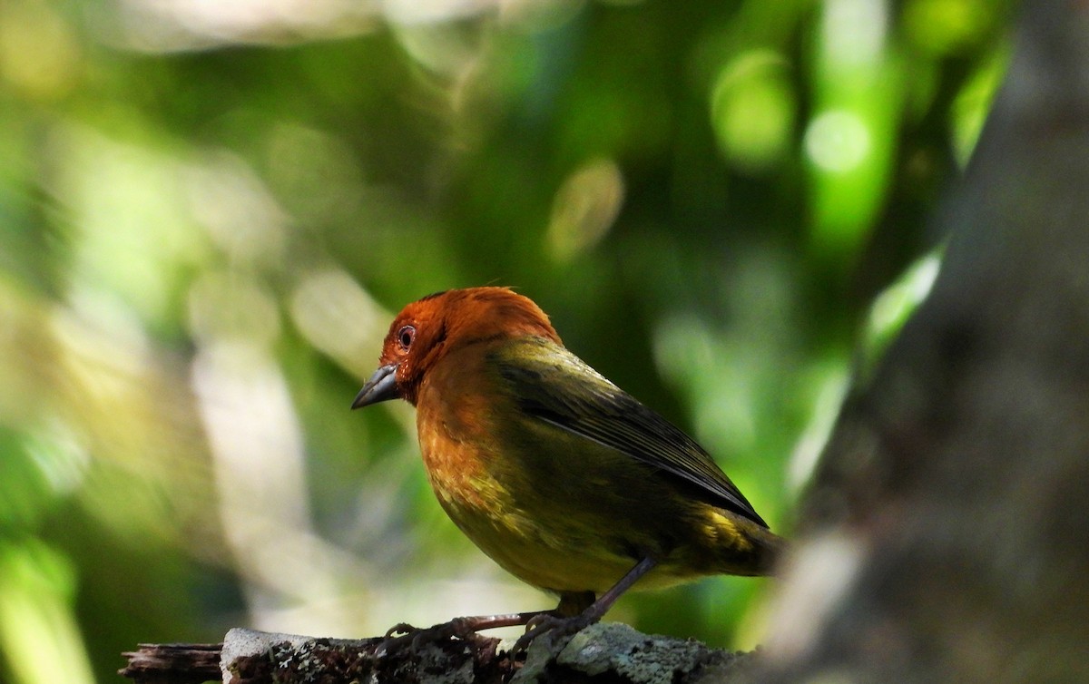 Ochre-breasted Brushfinch - ML614223370