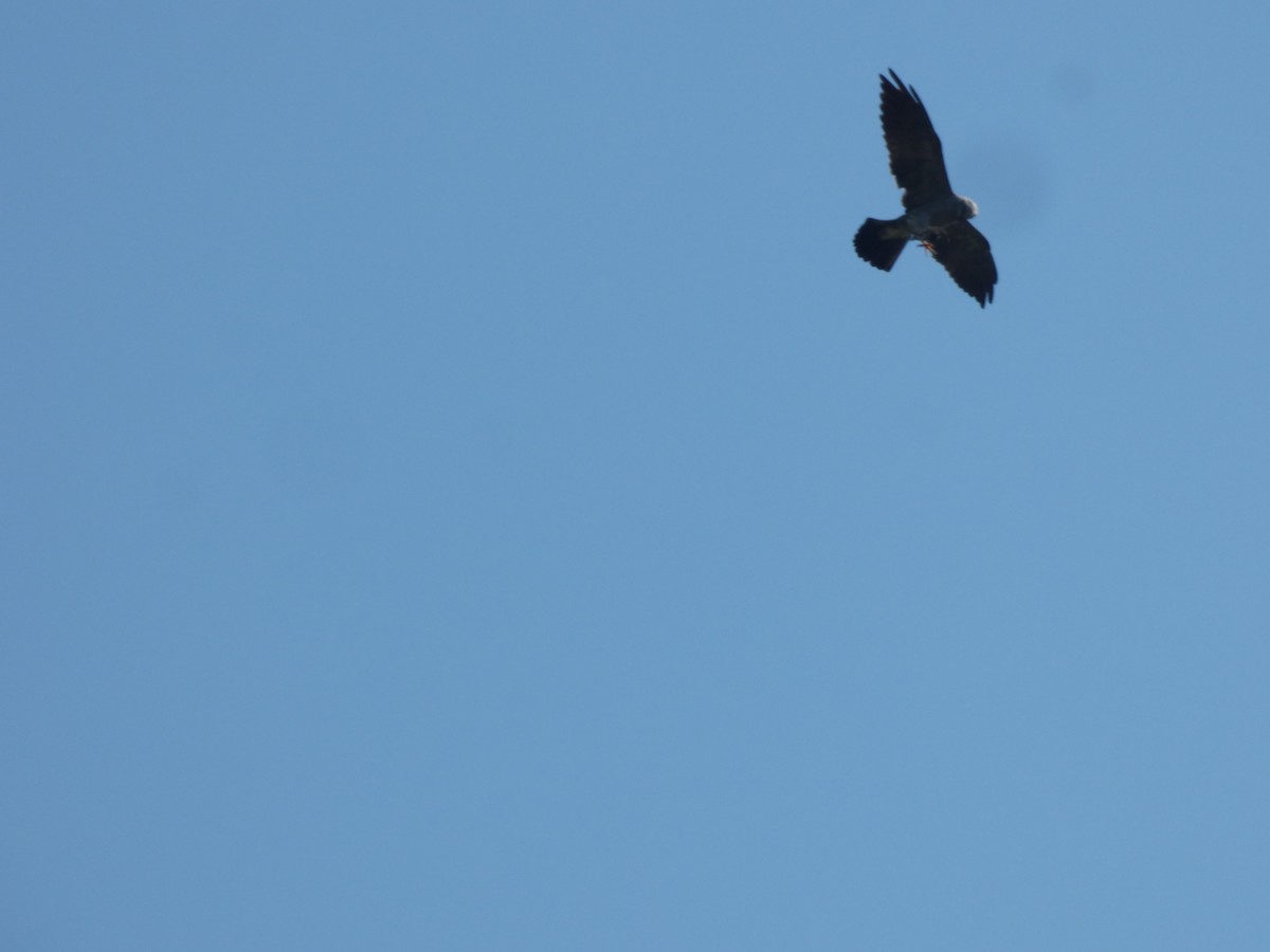 Mississippi Kite - ML614223413