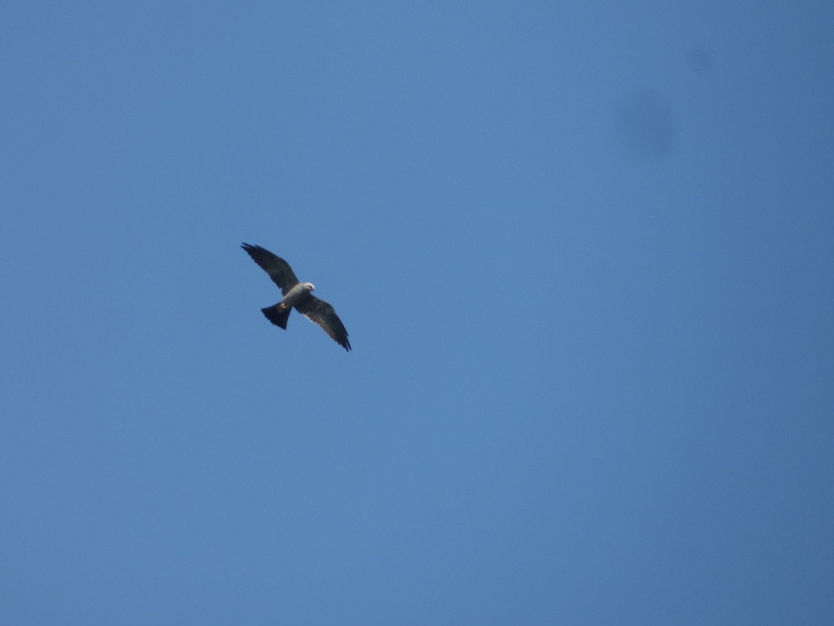 Mississippi Kite - Mauro Aquino