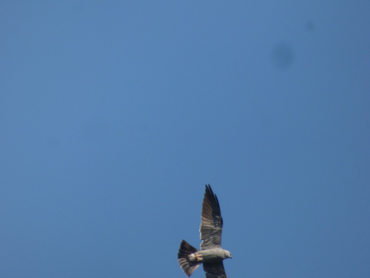 Mississippi Kite - ML614223415