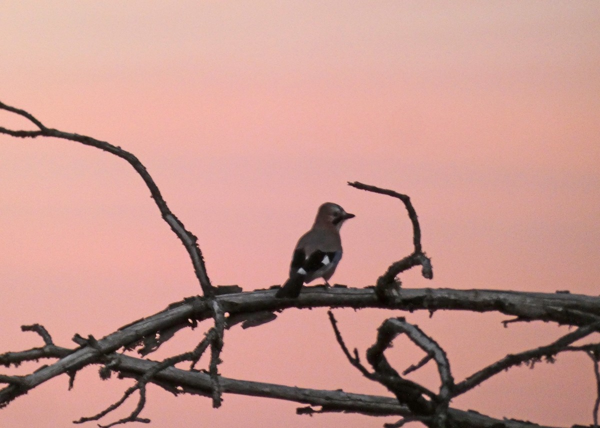 Eurasian Jay - ML614223426