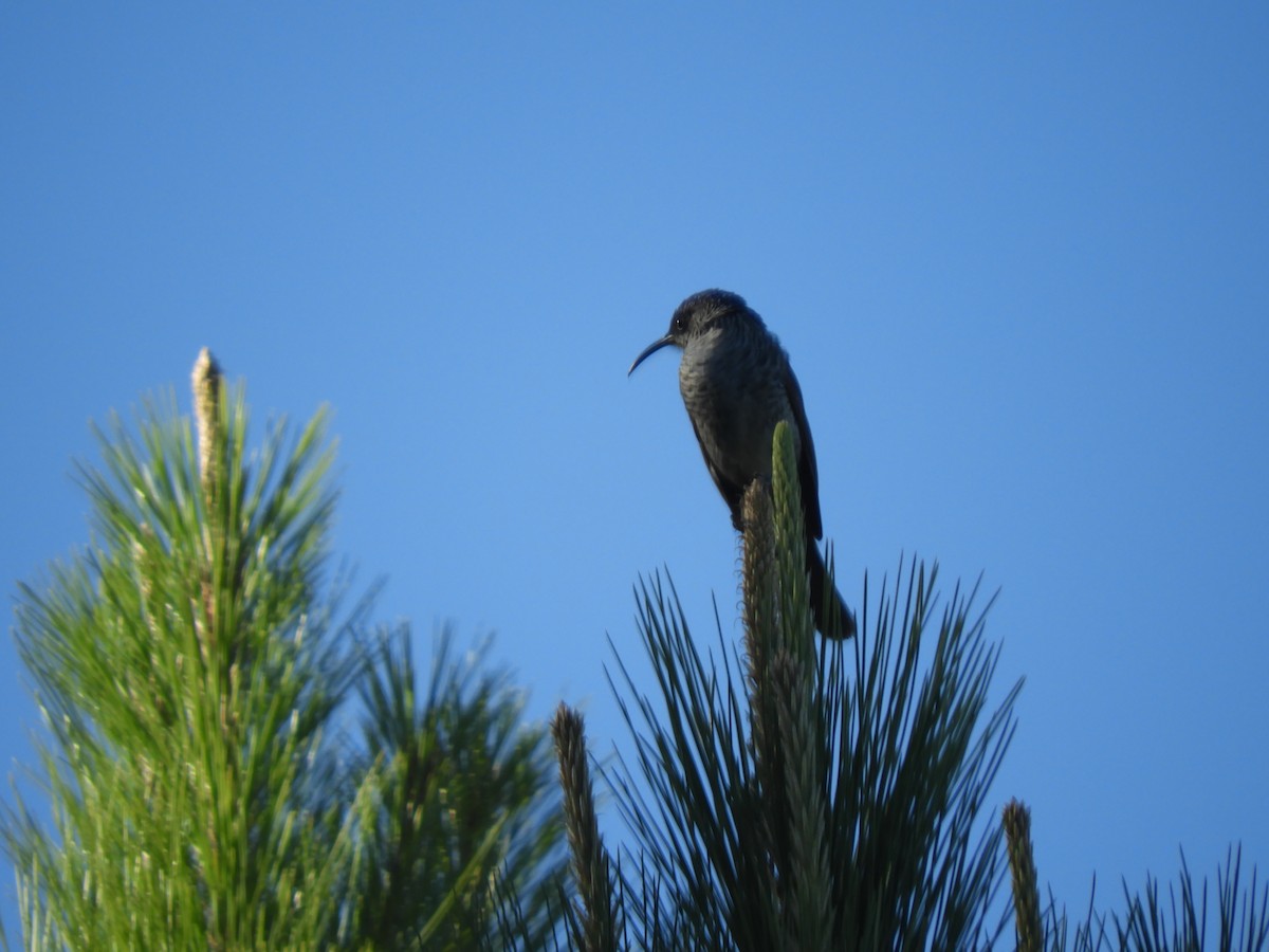 Barred Honeyeater - Denise Donelle