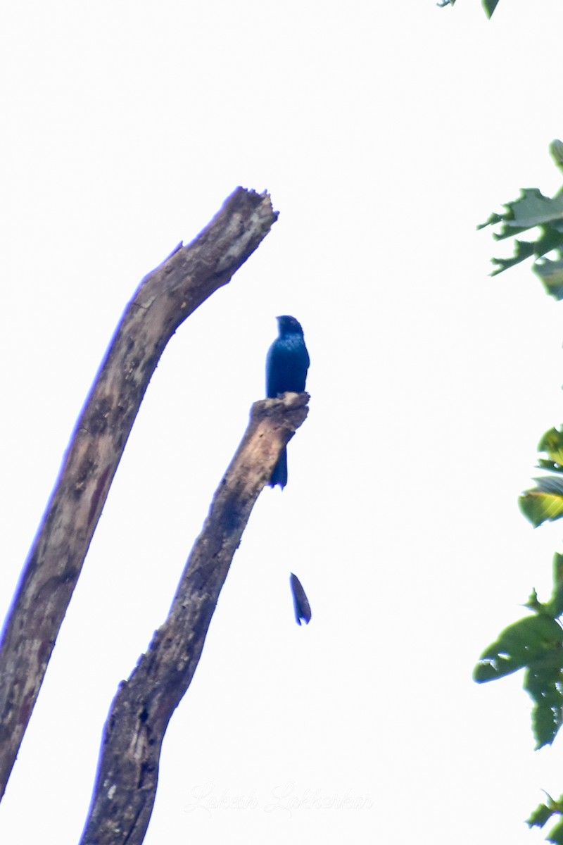 Lesser Racket-tailed Drongo - ML614223481
