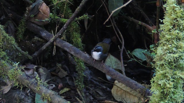 Gray-browed Brushfinch - ML614223497