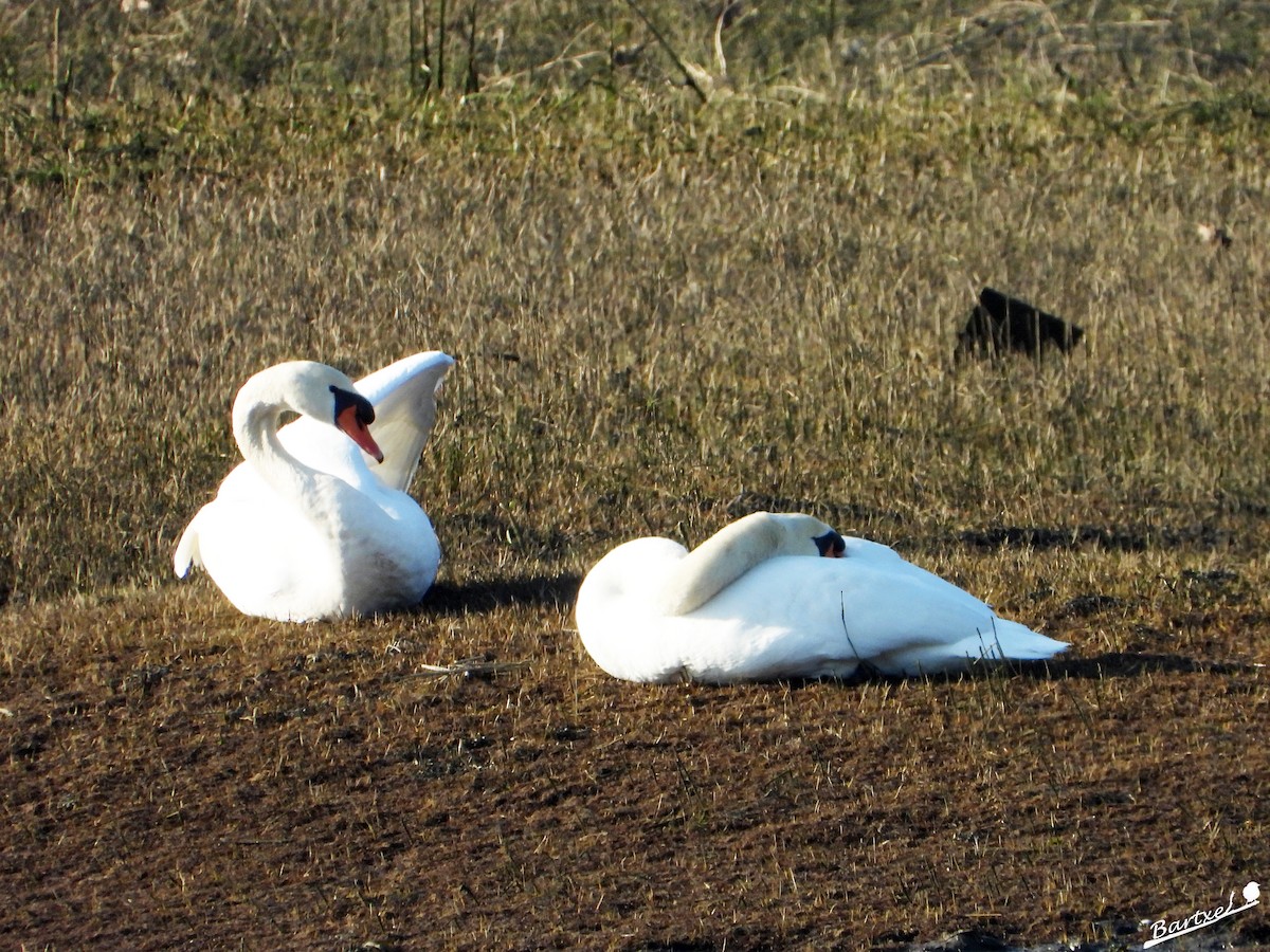 Mute Swan - ML614223505