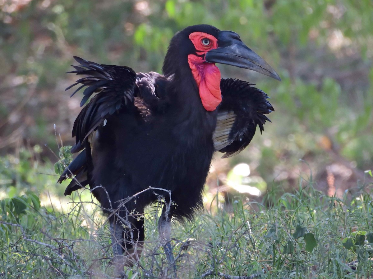 Southern Ground-Hornbill - ML614223516