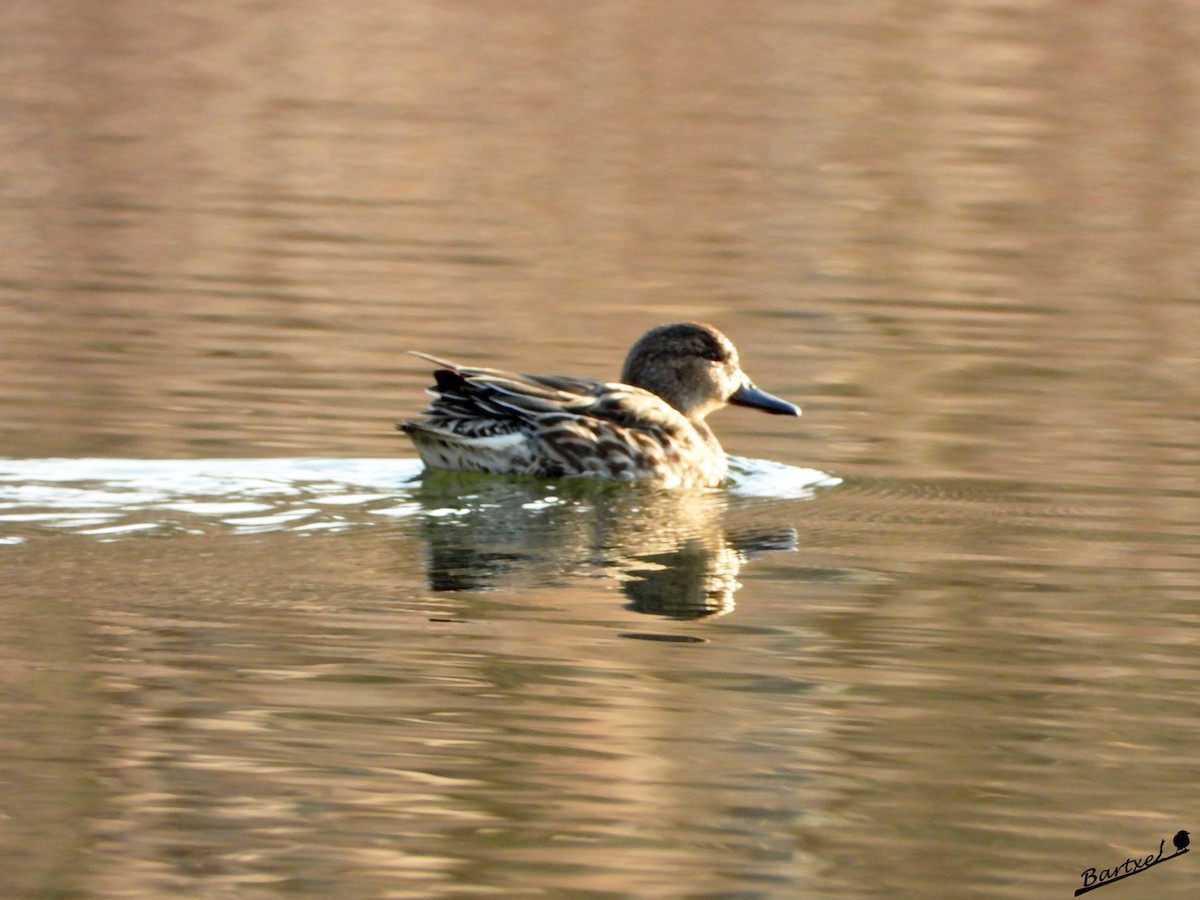 Green-winged Teal - ML614223532