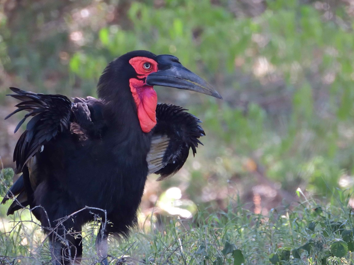 Southern Ground-Hornbill - ML614223536