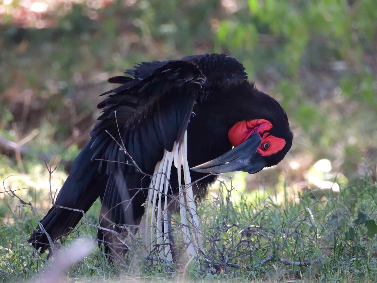 Southern Ground-Hornbill - ML614223539