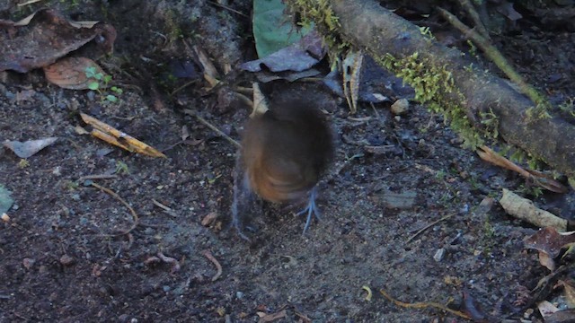Brown-banded Antpitta - ML614223541