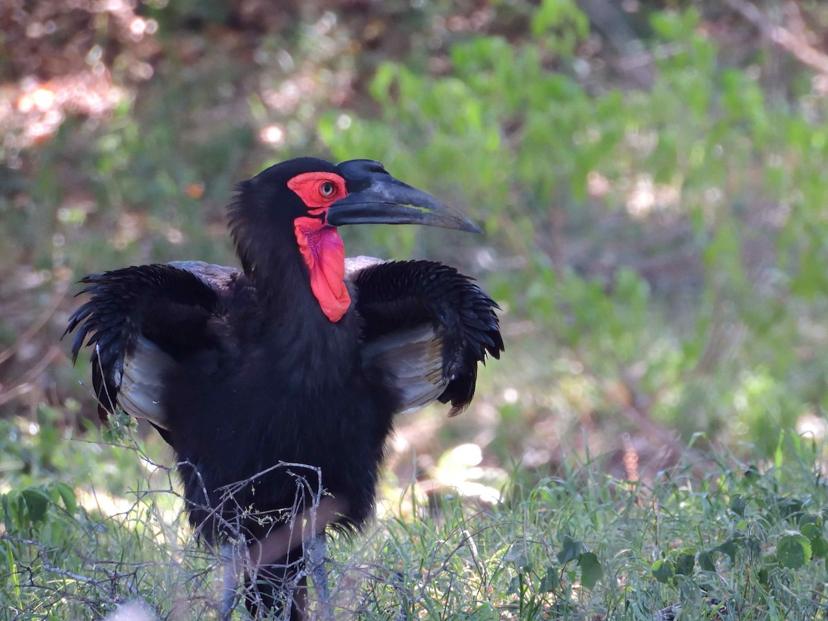 Southern Ground-Hornbill - ML614223545