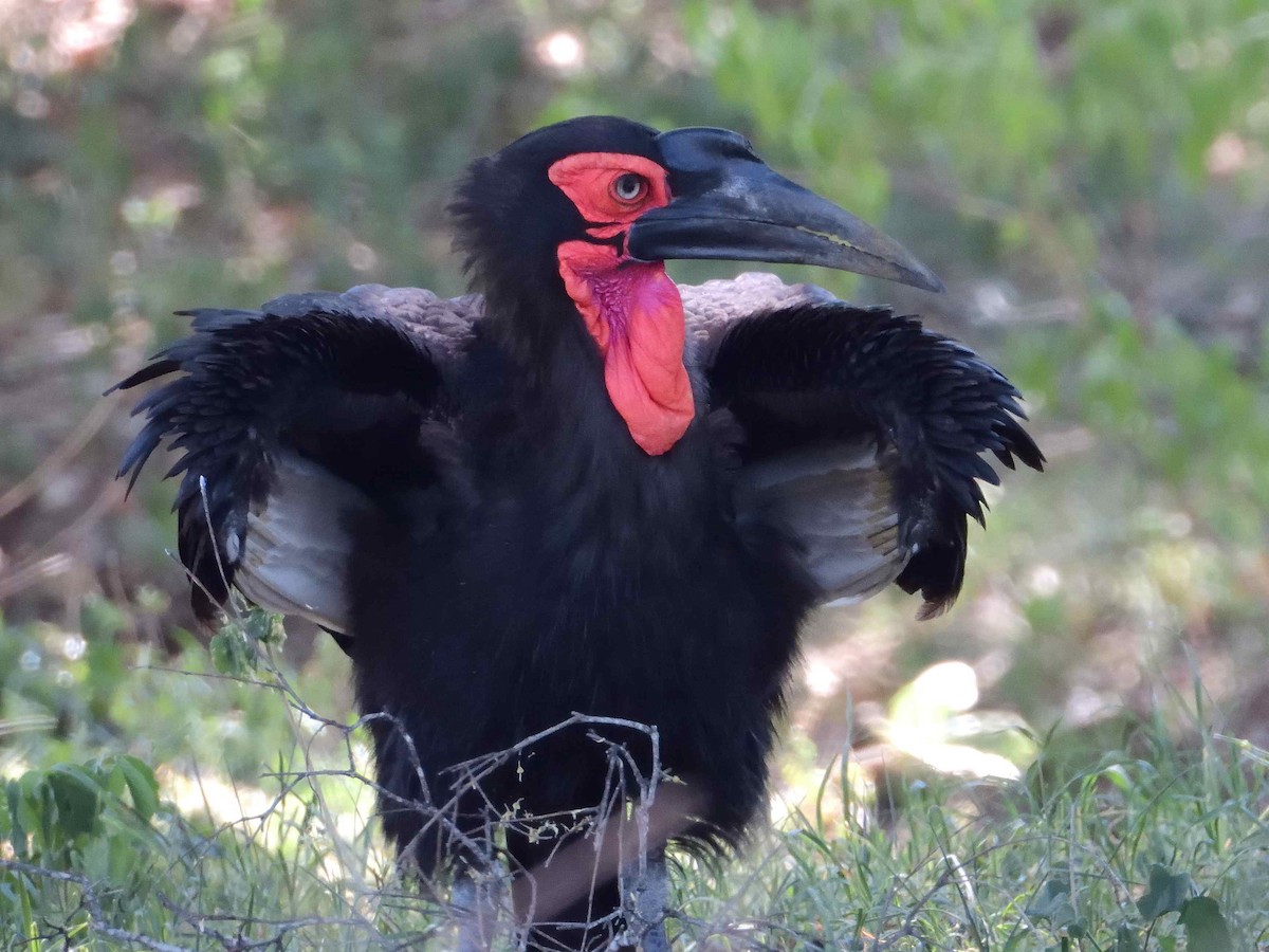 Southern Ground-Hornbill - ANDRÉS SERRANO LAVADO