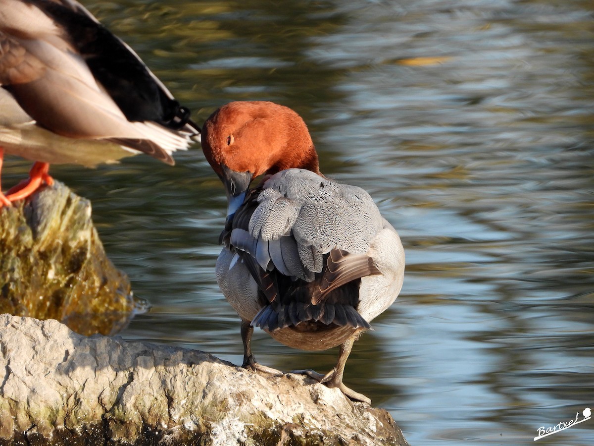 Common Pochard - ML614223551