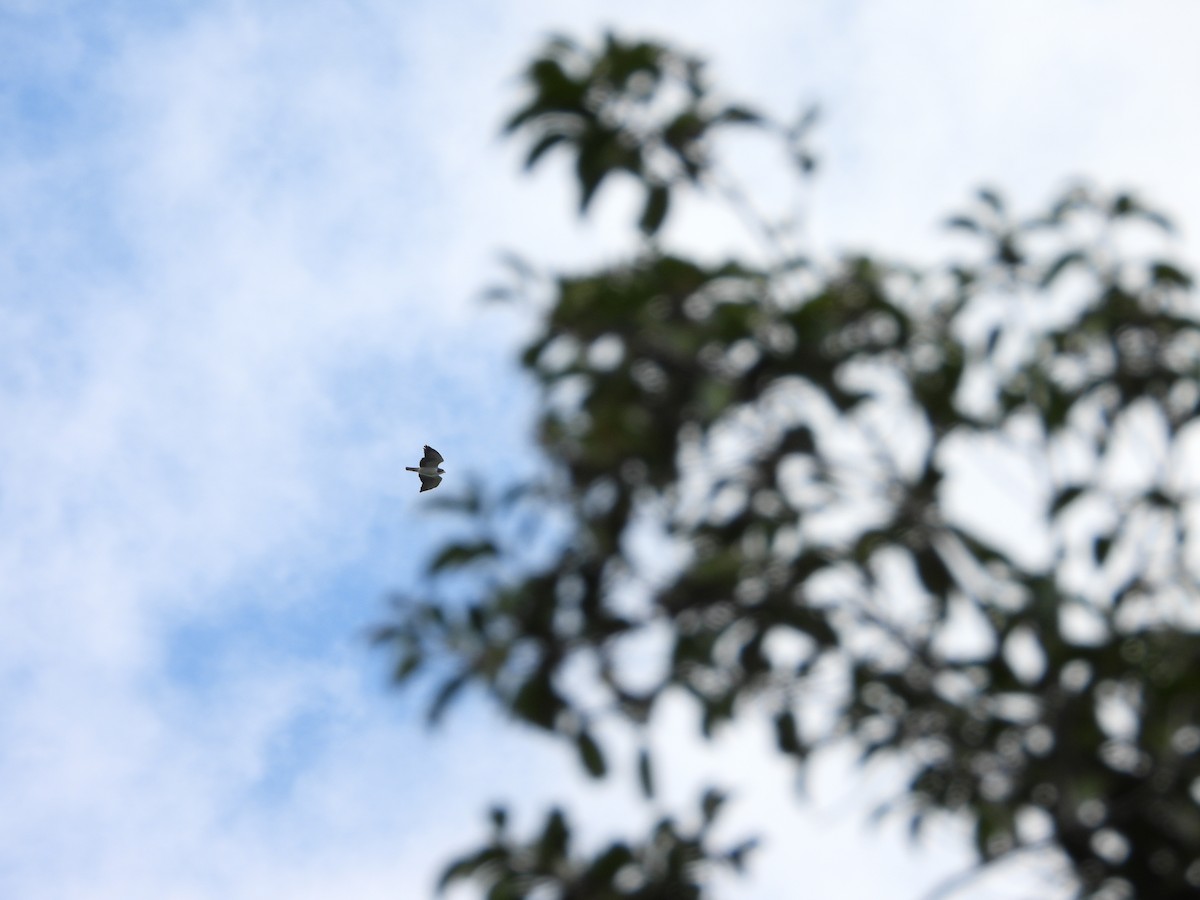 Short-tailed Hawk - ML614223574