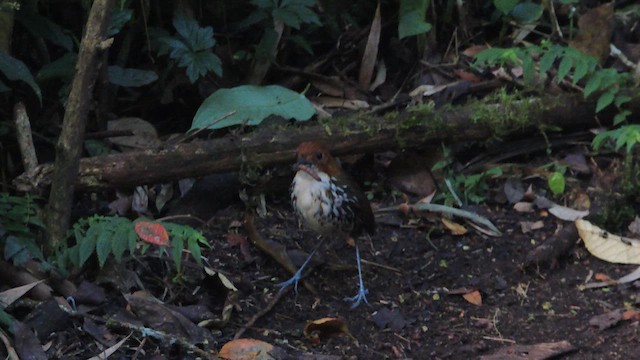 Chestnut-crowned Antpitta - ML614223580