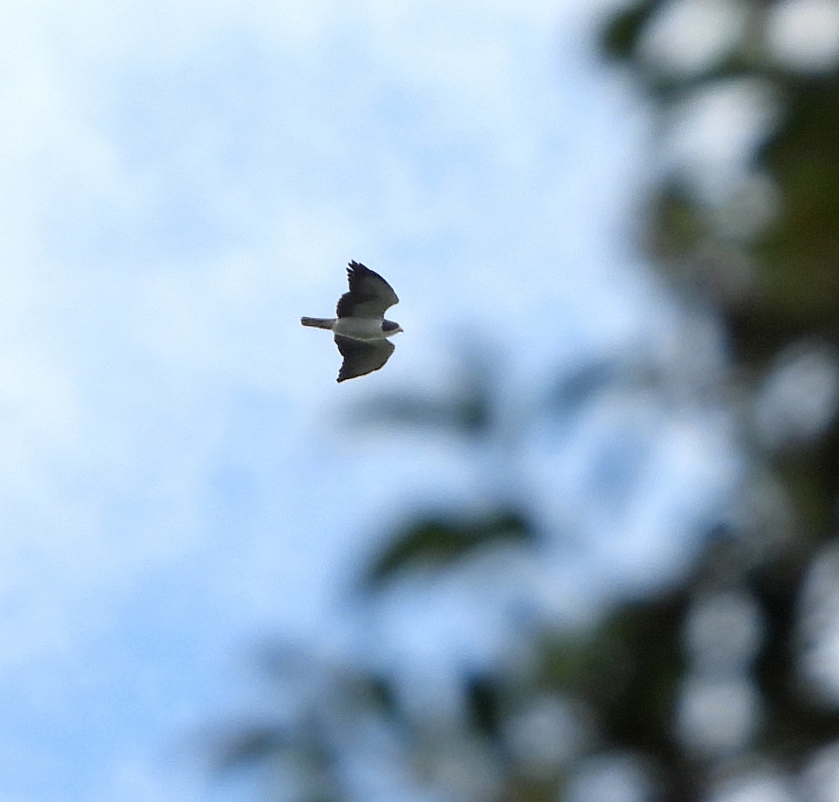 Short-tailed Hawk - ML614223583