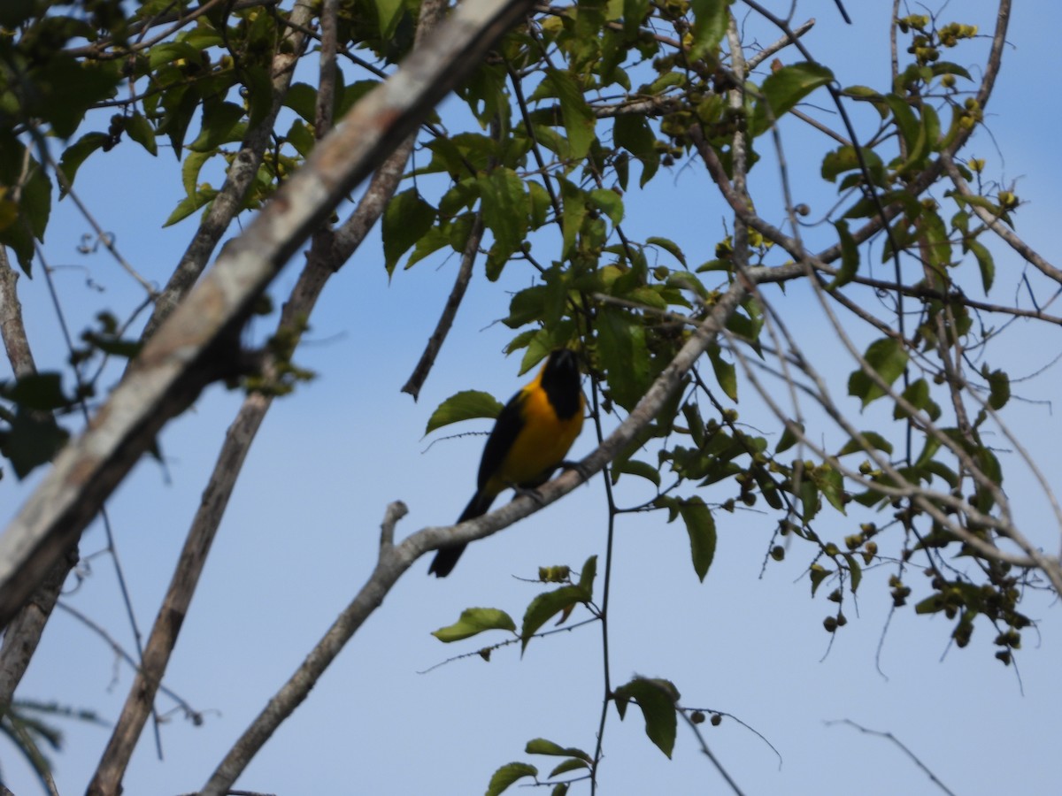 Yellow-backed Oriole - ML614223619