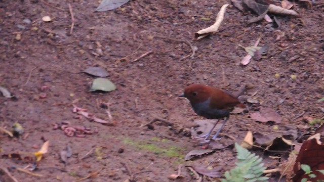 Bicolored Antpitta - ML614223624