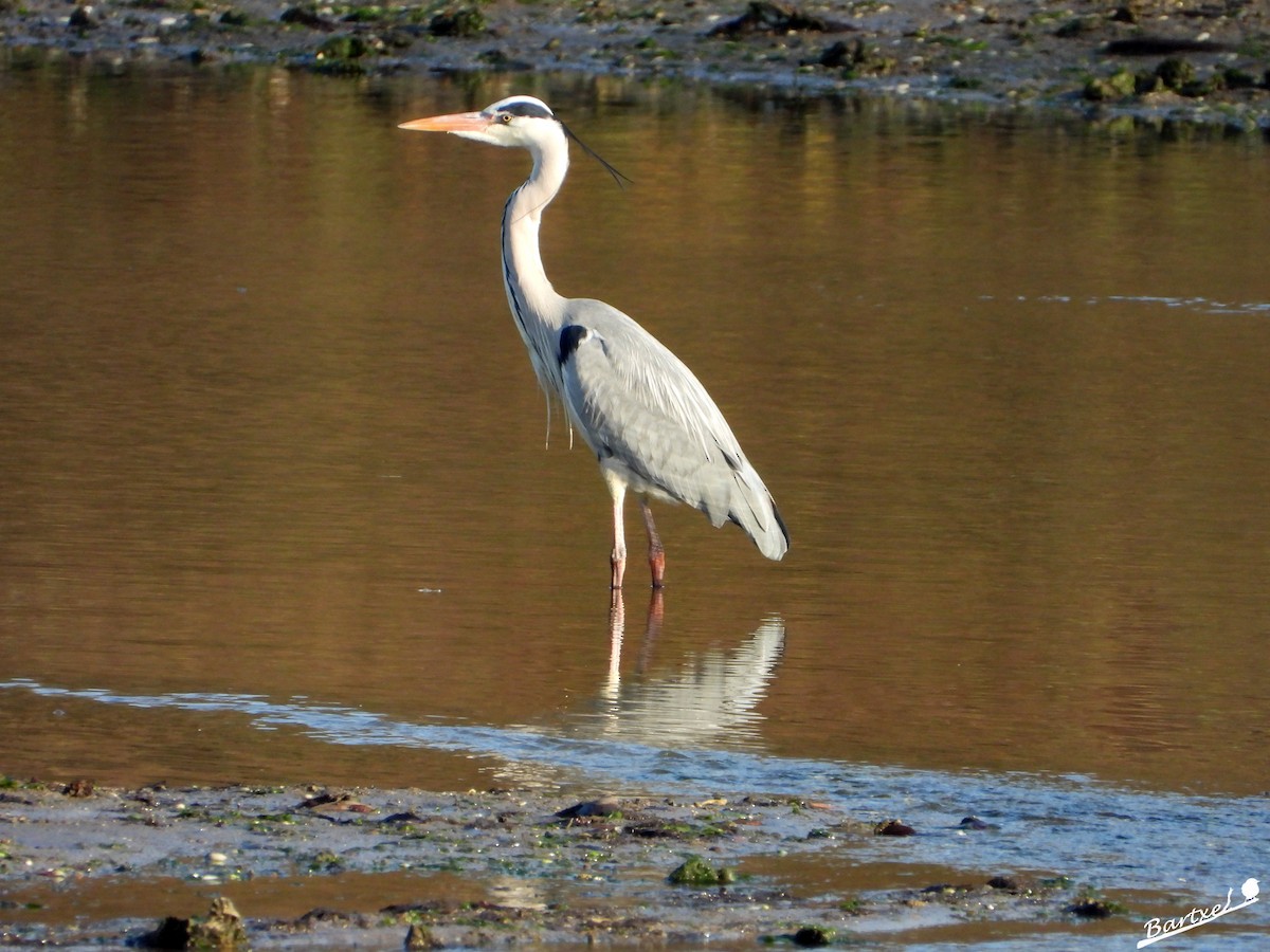 Gray Heron - ML614223640